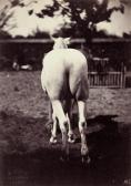 FAMIN Constant 1827-1888,Horse from behind,1860,Galerie Bassenge DE 2009-06-04