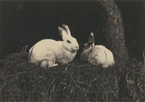 FAMIN F 1800-1800,Etude de lapins,c.1875,Millon & Associés FR 2013-03-19