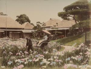 FARSARI Adolfo 1841-1898,Senza titolo (Tokyo iris),1880,Finarte IT 2022-11-16