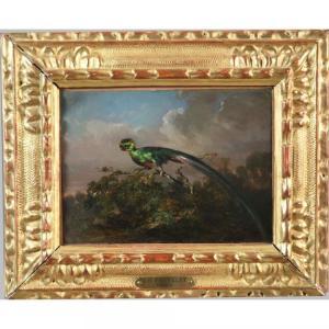 FAUVELET Jean Baptiste 1819-1883,Oiseau dit Quetzal du Mexique,Herbette FR 2020-04-19