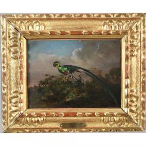 FAUVELET Jean Baptiste 1819-1883,Oiseau dit Quetzal du Mexique,Herbette FR 2019-09-29