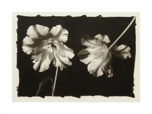 FERGUSON Tom 1900-1900,Two French Tulips,1994,Hindman US 2011-12-11