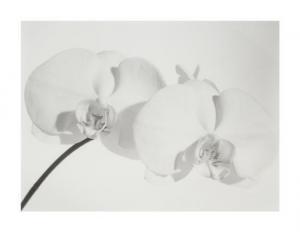 FERGUSON Tom 1900-1900,Two White Orchids,1991,Hindman US 2011-12-11