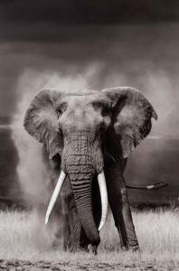 FERON Benoit 1962,Elephant, in Amboseli, Kenya,2014,Cornette de Saint Cyr FR 2018-11-11