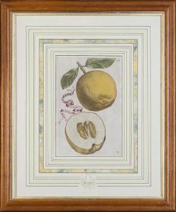 FERRARI Giovanni Battista 1829-1906,Botanical studies,Lyon & Turnbull GB 2015-01-14
