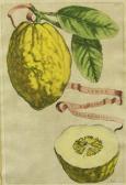 FERRARI Giovanni Battista,Botanical studies of Citrus Fruit, from Hesperides,1646,Bonhams 2011-01-11