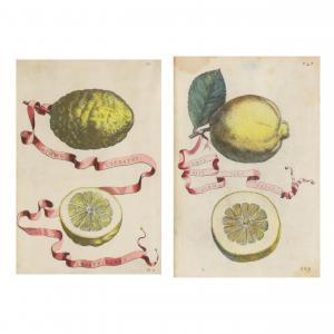 FERRARI Giovanni Battista,Two Antique Citrus Engravings,17th century,Leland Little 2023-01-05