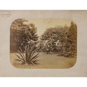 FERREZ Marc 1843-1923,Rio de Janeiro. Jardin botanique,1870-1880,Piasa FR 2022-05-18