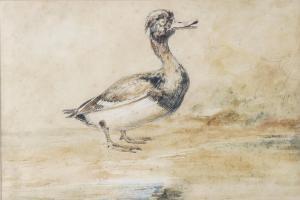 FIELDING Newton Smith Limbird,Study of a waterfowl,Bellmans Fine Art Auctioneers 2023-01-17