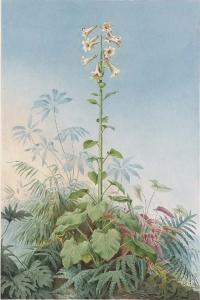 FINK Carl W.E 1814,A Giant Lily (Cardocrinum giganteum),1859,Christie's GB 2002-12-13