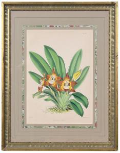 FITCH Walter Hood 1817-1892,Batemannia burtii (Cat-face Orchid),1874,Brunk Auctions US 2020-07-31