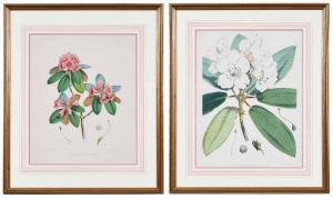 FITCH Walter Hood 1817-1892,The Rhododendrons of Sikkim-Himalaya,1849,Brunk Auctions US 2021-07-09