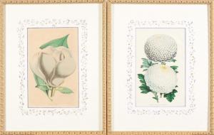 FITCH Walter Hood 1817-1892,Untitled (4 Botanical works),Skinner US 2023-07-18