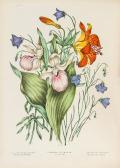 FITZGIBBON Agnes,Canadian Wild Flowers,Dreweatts GB 2014-02-27