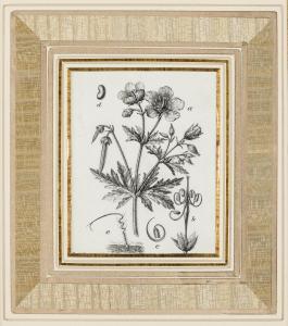 FLEISCHMANN Josef 1800-1800,Four botanical studies,Bonhams GB 2015-03-04
