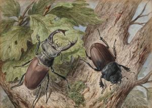 FLEISCHMANN Josef 1800-1800,May beetle,Neumeister DE 2019-10-22