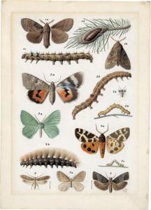FLEISCHMANN Josef 1800-1800,Schmetterlinge, Raupen und Motten,Galerie Bassenge DE 2019-05-30