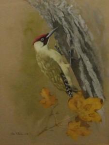 FLOOD Red,A Spotted Woodpecker,1874,Keys GB 2009-04-03
