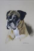 FLOOD Rex Grattan 1928-2009,dog portraits of a Boxer,1970,Reeman Dansie GB 2019-04-09