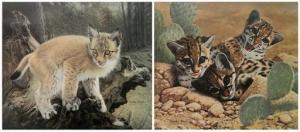 FRACÉ Charles 1926-2005,Ocelot & Siberian Lynx Cub,Rachel Davis US 2020-12-12