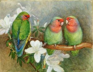 FRANK Ellen A 1889-1912,Three parakeets perched on a flowering branch,Mallams GB 2011-07-13