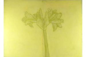 FRASER Cameron 1968,Amaryllis,2000,Ewbank Auctions GB 2015-07-16