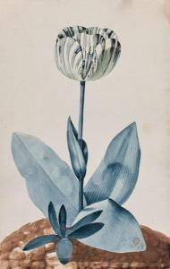 FRENCH SCHOOL,Tulipe et Jonquille,1781,Artcurial | Briest - Poulain - F. Tajan FR 2019-03-27
