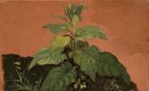 FREY Johann Jakob 1813-1865,Due studi di vegetazione,Minerva Auctions IT 2018-11-27