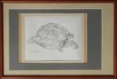 FREYMAN Gertrude 1901-1994,Box Turtle,Wiederseim US 2019-03-02