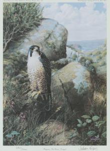 FRIERS Julian 1956,PEREGRINE, THE ROSSES DONEGAL,Ross's Auctioneers and values IE 2024-04-17