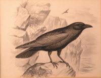 FROHAWK Frederick William 1861-1946,A raven on a cliff top,Halls GB 2010-02-10