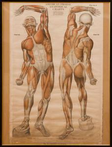 FROHSE FRANZE,ANATOMICAL CHARTS,Stair Galleries US 2016-09-24
