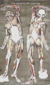 Frohse Nystrom,the Muscular System,Batemans Auctioneers & Valuers GB 2017-08-05