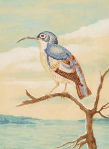 FUERTES Louis Agassiz 1874-1927,A Blue Headed Bird,Bonhams GB 2022-12-02