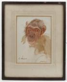 Furniss Marian Elizabeth,portrait of a monkey,Serrell Philip GB 2017-07-06