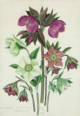 FURSE Paul,Heleborus Orientalis Seedlings; Hydrangeas,1950-1954,Woolley & Wallis 2019-12-11
