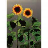 FUSS Adam 1961,untitled (double sunflowers),1994,Sotheby's GB 2003-05-14