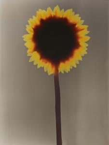 FUSS Adam 1961,Untitled (Sunflower),1992,Christie's GB 2024-04-03