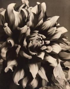 FYMAN Vladimir,Chrysanthemum,1941,Bloomsbury London GB 2009-11-10