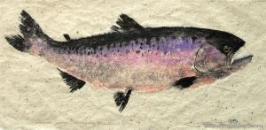 GALDEN A,Quinnat Salmon (Oncorhynchus tshawytscha),1994,International Art Centre NZ 2008-08-07