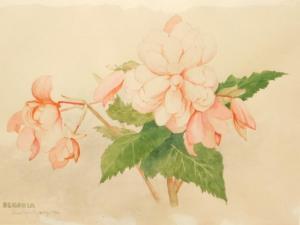 GALSWORTHY Frank 1863-1959,Begonia,1950,Golding Young & Co. GB 2021-07-07