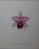 GANNYMEDE L.C,Still life study of an orchid 'Laeliocattleya Martinetti',Cuttlestones GB 2017-09-14