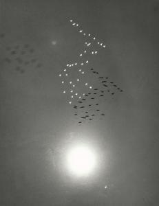 GARNETT William A.,Snow Geese in Flight with Reflection of the Sun ov,1953,Bonhams 2023-12-11