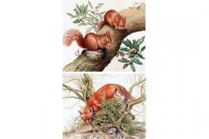 GAST John 1842-1800,Red Squirrels,Keys GB 2015-11-27