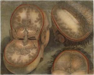 GAUTIER D'AGOTY Jacques Fabien,Anatomische Ansichten des Kopfes,Galerie Bassenge 2020-06-03
