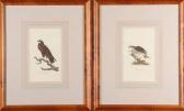 GAVEN George 1700-1700,Birds of Prey,Sloans & Kenyon US 2006-11-11