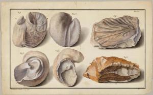 GEISSLER Christian Gottlieb 1729-1814,Depiction of six fossilized snails and mu,1778,Galerie Koller 2017-09-22