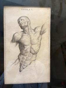 GENGA Bernardino 1620-1690,Torse d'écorché, planche pour «Anatomia per uso et,De Maigret 2022-09-30