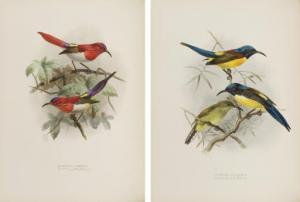 GEORGE Ernest 1839-1922,A Monograph of the Nectariniidae, or Family of Sun,Christie's GB 2007-11-14