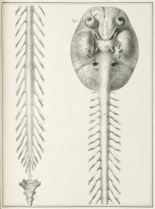 GERMAIN Jules,Manuel d'anatomie descriptive du corps humain,1825,Lyon & Turnbull 2014-01-15